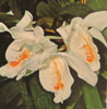 Coelogyne cristata-Grebenasta celogina