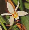 Coelogyne species-celogina vrste