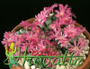 Conophytum pearsonii - Pikčasti konofitum