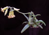 Cotyledon octopus-