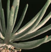 Tylecodon wallichii - 