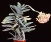 Crassula falcata-propelerka