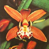 Cymbidium  species-Cimbidijum  vrste