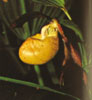 Cypripedium species-Cipripedium vrste