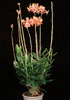 Dendrobium hybrid-Dendrobijum hibrid
