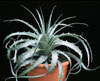 Dyckia rariflora-Dikija