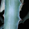 Dyckia rariflora - Dikija