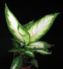 Dieffenbachia camilla-Difenbahija