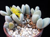 Dinteranthus microspermus-