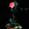 Dipladenia sanderii rosea-rdeča dipladenija