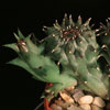 Diplocyatha ciliata-dlakastocvetna orbeja