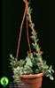 Dischidia pectenoides-Blazinasta dišidija