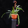 Disocactus biformis-Disokaktus