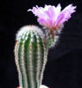 Echinocereus reichenbachii v. albertii-Albertijev stebričasti pajkovec
