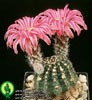 Echinocereus amoenus-Svetlorožnati ehinocereus