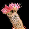 Echinocereus baylei v.albispinus-