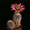 Echinocereus caespitosus-Belobodičasti pajkovec