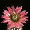 Echinocereus caespitosus - Belobodičasti pajkovec
