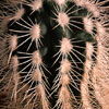 Echinocereus caespitosus - Belobodičasti pajkovec