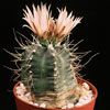 Echinocereus knippelianus-Zeleni pejotl