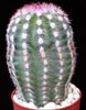 Echinocereus pectinatus v. rigidissimus-Čudoviti pajkovec