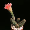 Echinocereus polyacanthus-Oranžnocvetoči ježevec