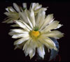 Echinocereus subinermis-