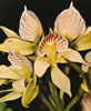 Encyclia species-Enciklija vrste