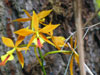 Epicattleya hybrid-Epikatleja hibrid