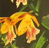 Epidendrum species-Epidendrum vrste