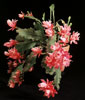 Epiphyllum hybrid-Hibridni epifil