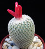 Epithelantha bokei-