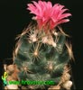 Escobaria vivipara-