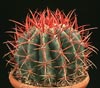 Ferocactus acanthodes-