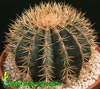 Ferocactus glaucescens-