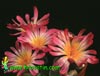 Frithia pulchra - Krasna fritija