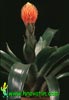Guzmania conifera - Storžasta guzmanija
