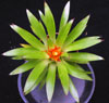 Guzmania hybrid - Hibridne guzmanije