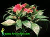 Impatiens Walleriana -vodenka