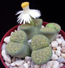 Lithops fulviceps v Aurea - 