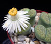 Lithops fulviceps v Aurea - 