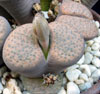 Lithops fulviceps v Lydiae - pikčasti litops