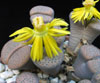 Lithops fulviceps v Lydiae - pikčasti litops