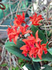 Laeliocattleya hybrid-Lelijokatleja hibrid