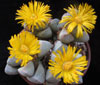 Lapidaria margaretae - Lapidarija
