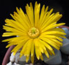 Lapidaria margaretae - Lapidarija