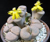 Lithops fulviceps v Lydiae-pikčasti litops