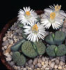 Lithops fulviceps v Aurea - 