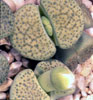 Lithops fulviceps v Aurea - 