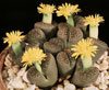 Lithops hookeri v.marginata-Hokerjev litops